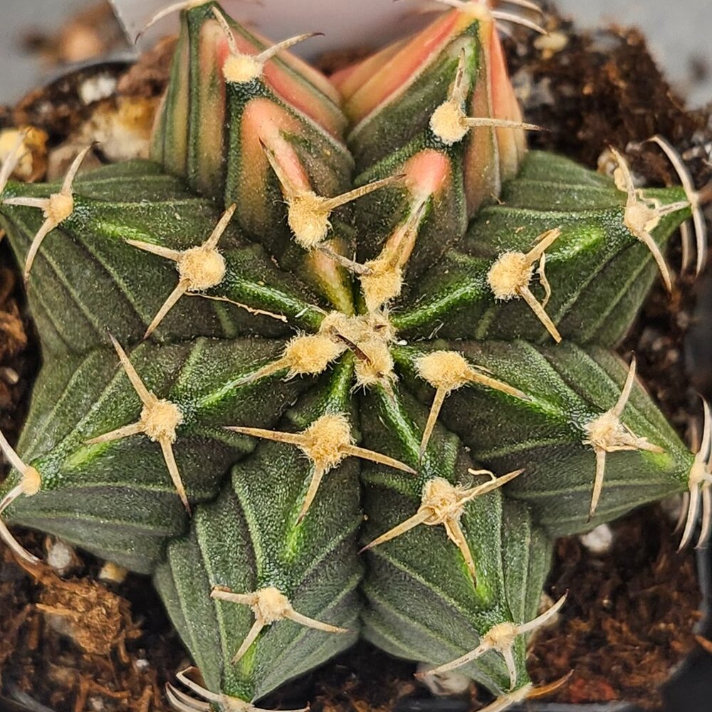 Gymnocalycium Mihanovichii Variegated Cactus Cacti Plant Green & Perfect #7738